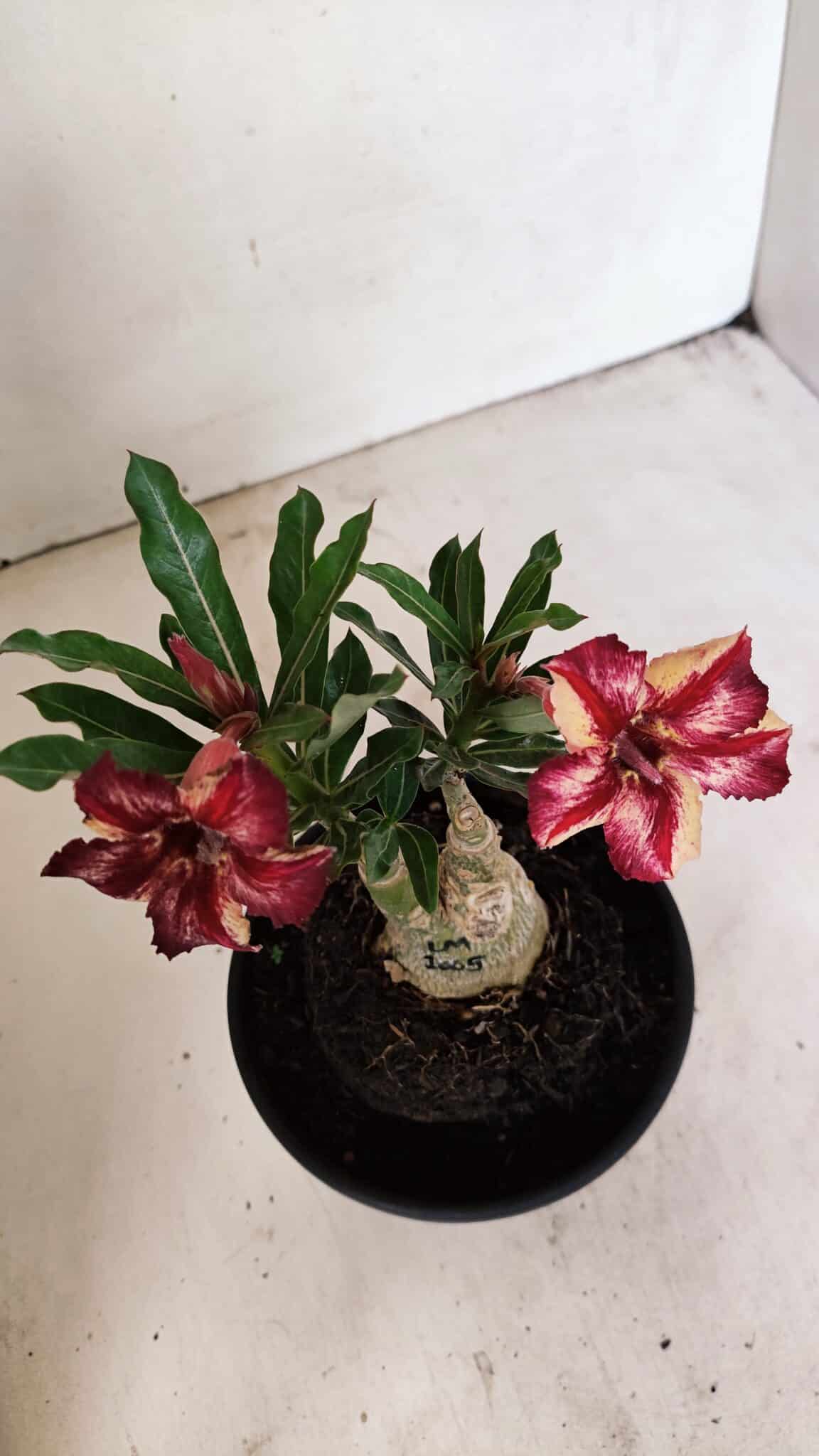 ENXERTO 12330 (5) ENXERTO 12330 – 20cm (cor LM 1005) - Imagem 5