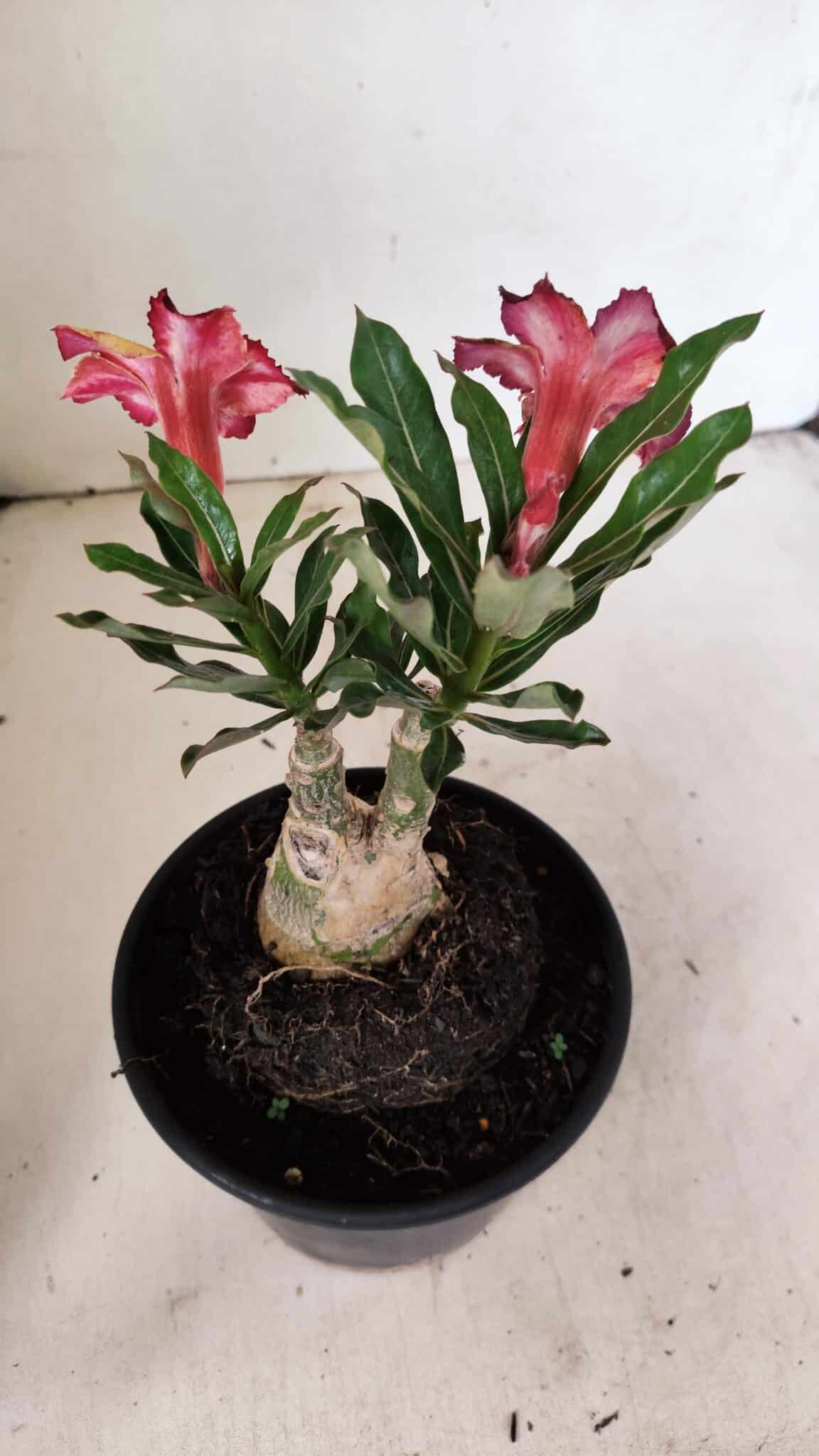 ENXERTO 12330 (6) ENXERTO 12330 – 20cm (cor LM 1005) - Imagem 6