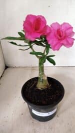 ENXERTO 12331 – 20cm (cor LM 04) - Imagem 2