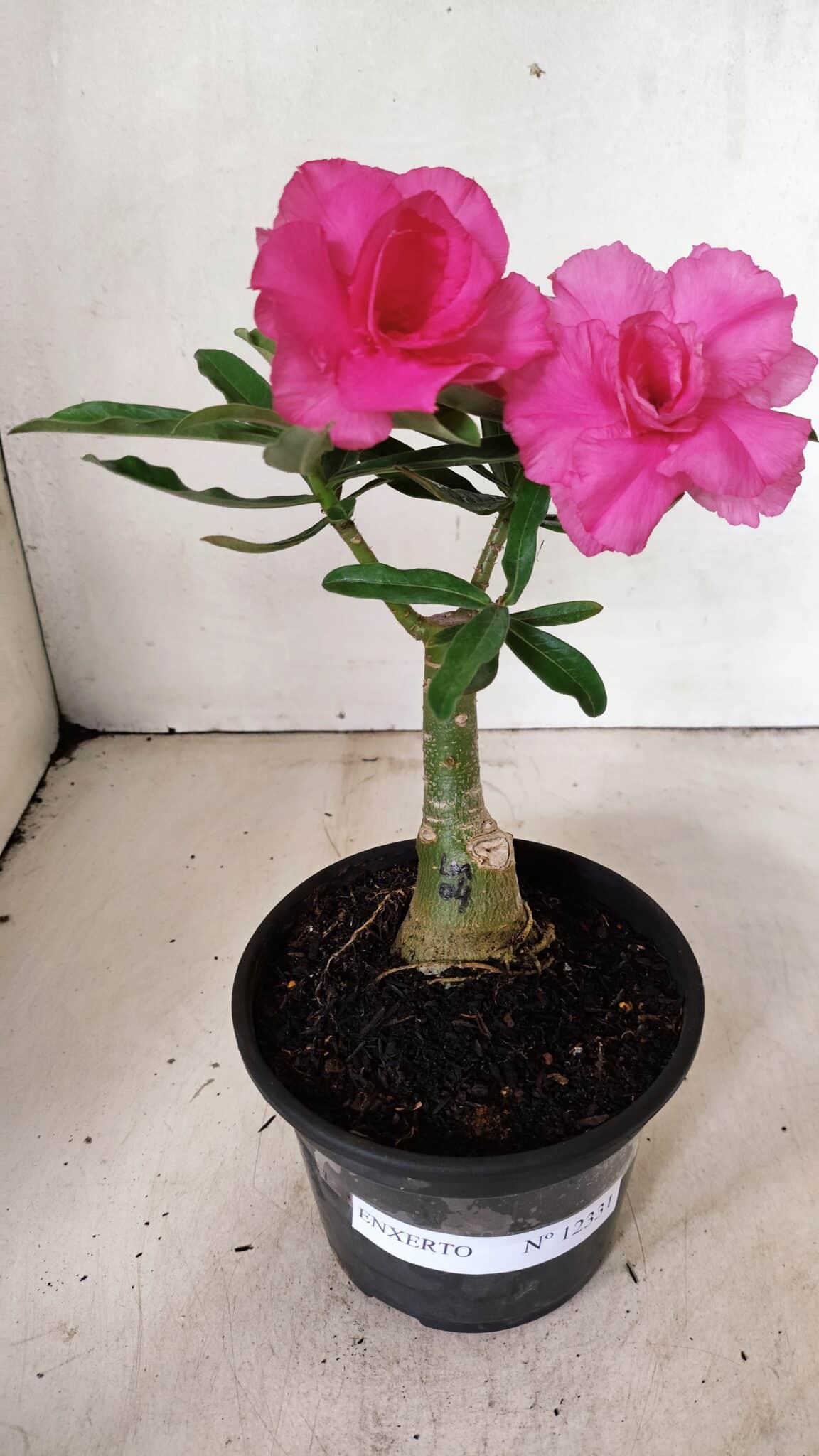 ENXERTO 12331 (1) ENXERTO 12331 – 20cm (cor LM 04) - Imagem 2