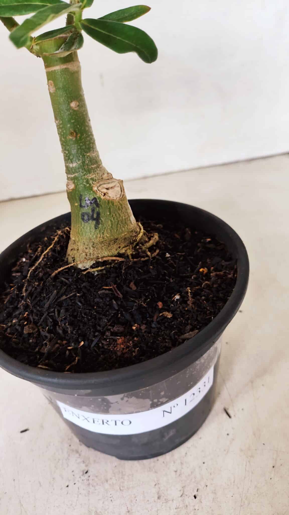 ENXERTO 12331 (2) ENXERTO 12331 – 20cm (cor LM 04) - Imagem 6