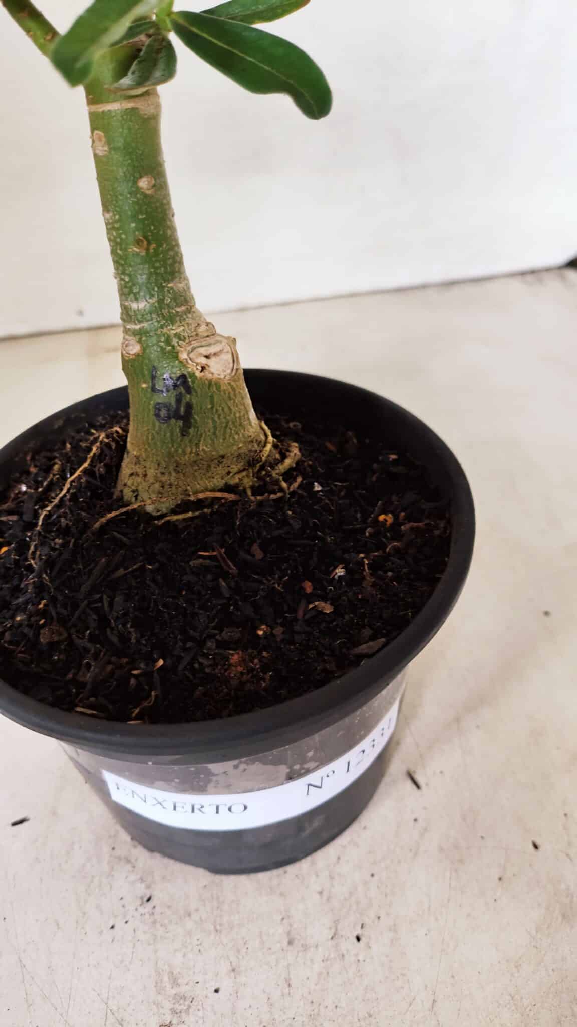 ENXERTO 12331 (3) ENXERTO 12331 – 20cm (cor LM 04) - Imagem 5