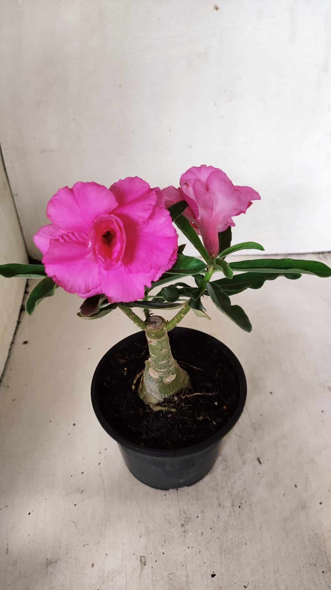 ENXERTO 12331 (4) ENXERTO 12331 – 20cm (cor LM 04) - Imagem 4