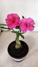 ENXERTO 12331 – 20cm (cor LM 04)