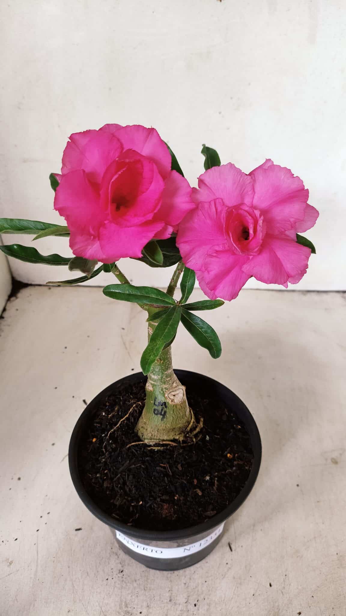 ENXERTO 12331 (5) ENXERTO 12331 – 20cm (cor LM 04) - Imagem 1