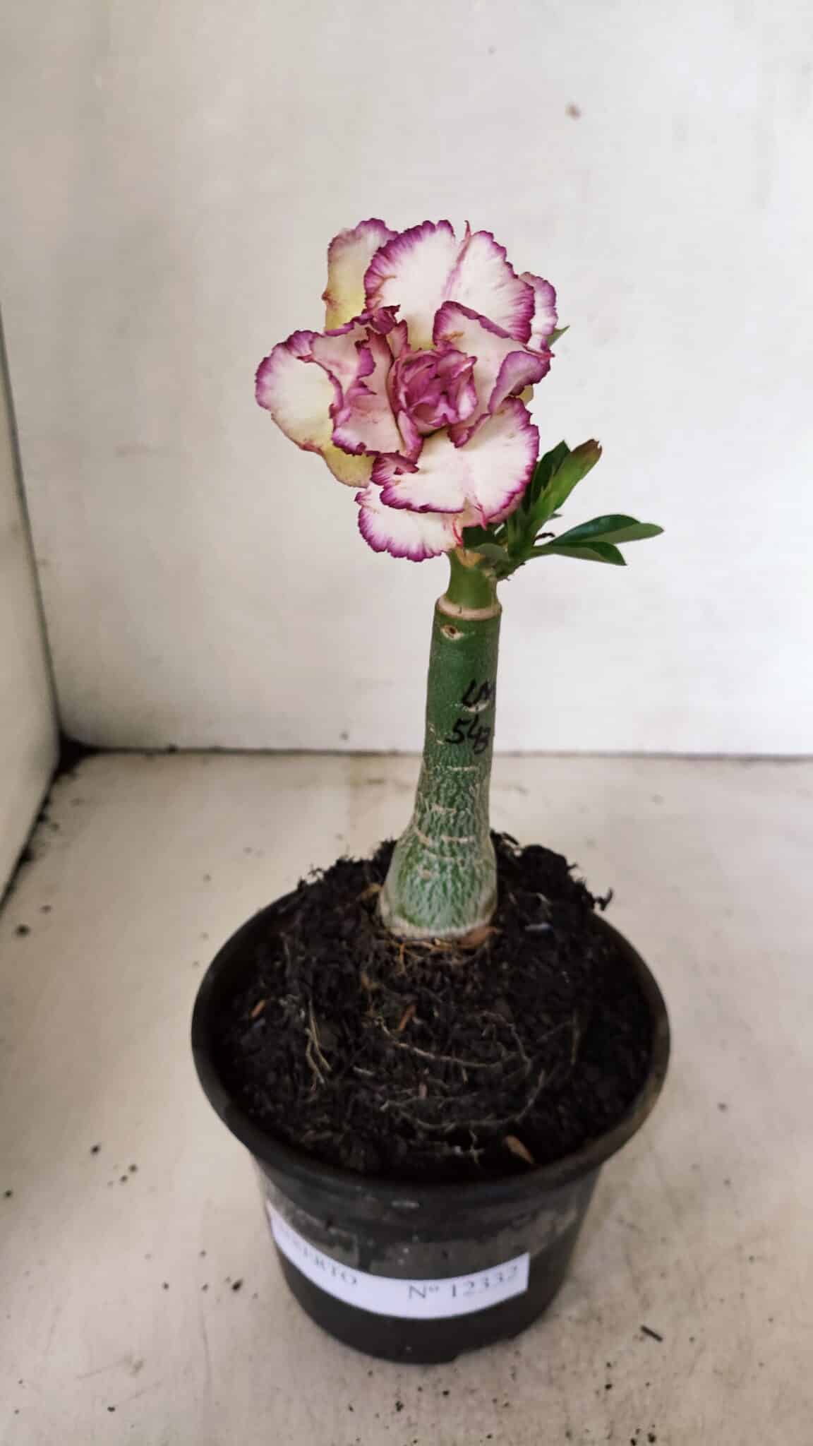 ENXERTO 12332 (1) ENXERTO 12332 – 20cm (cor LM 543) - Imagem 2