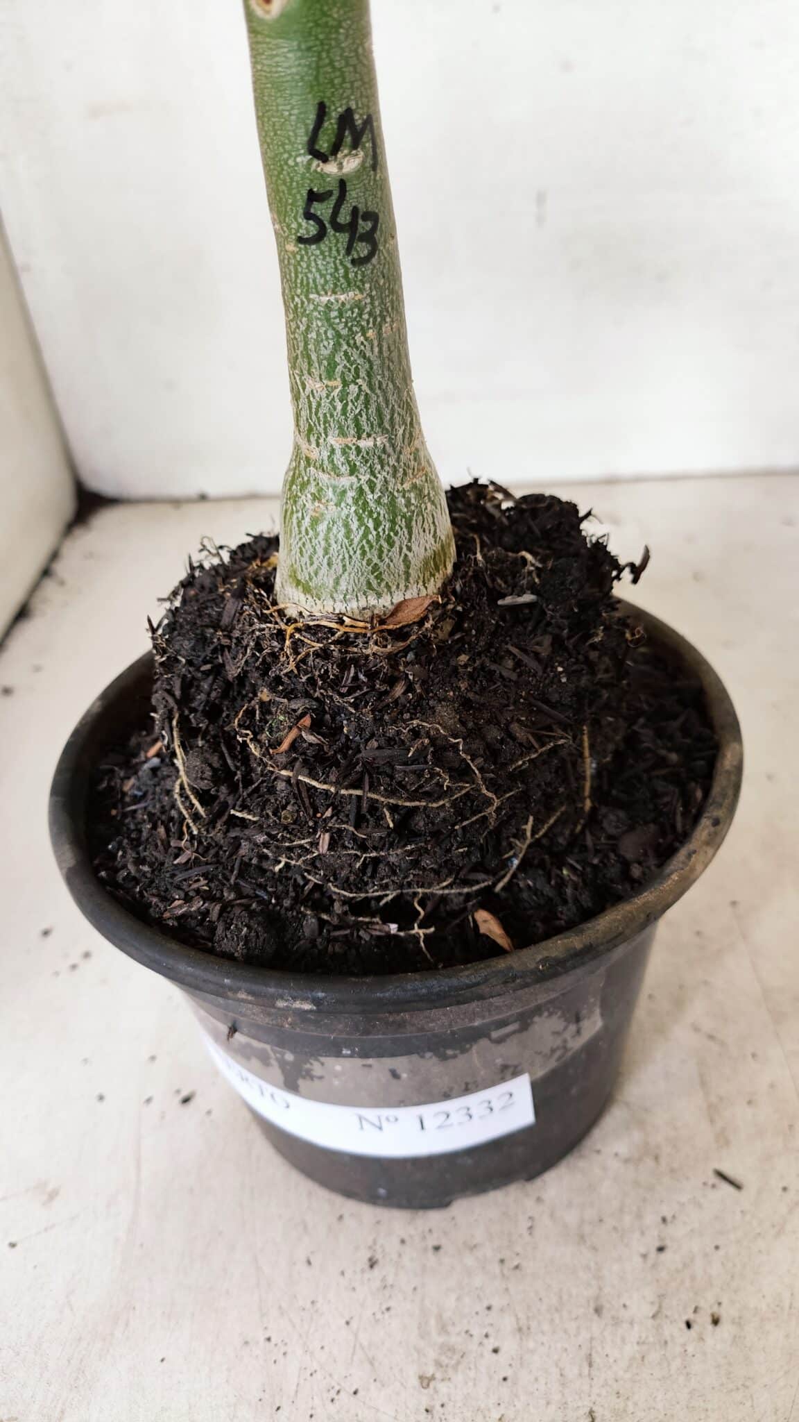 ENXERTO 12332 (2) ENXERTO 12332 – 20cm (cor LM 543) - Imagem 7