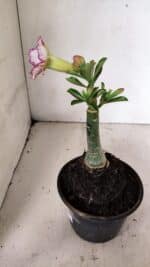 ENXERTO 12332 – 20cm (cor LM 543) - Imagem 6