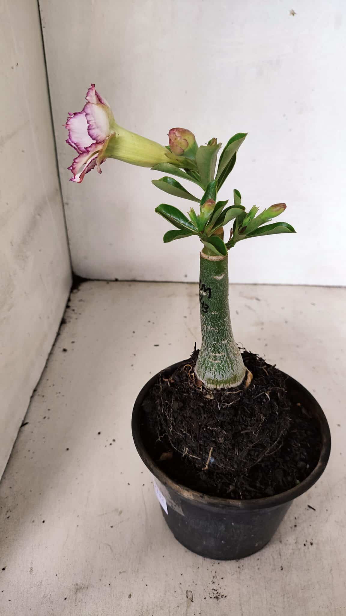 ENXERTO 12332 (3) ENXERTO 12332 – 20cm (cor LM 543) - Imagem 6