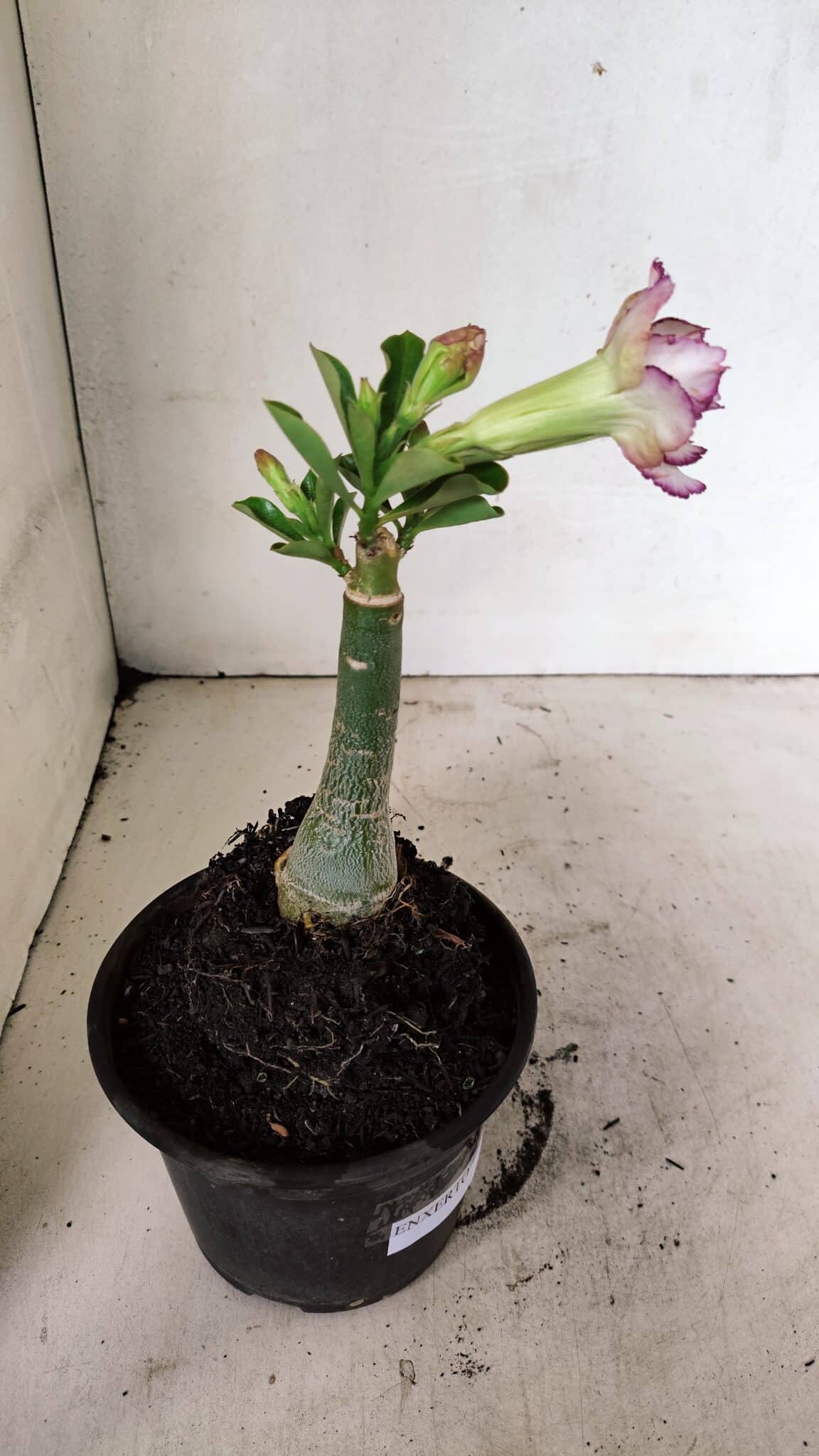 ENXERTO 12332 (4) ENXERTO 12332 – 20cm (cor LM 543) - Imagem 5