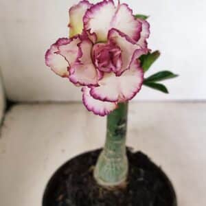 ENXERTO 12332 – 20cm (cor LM 543)