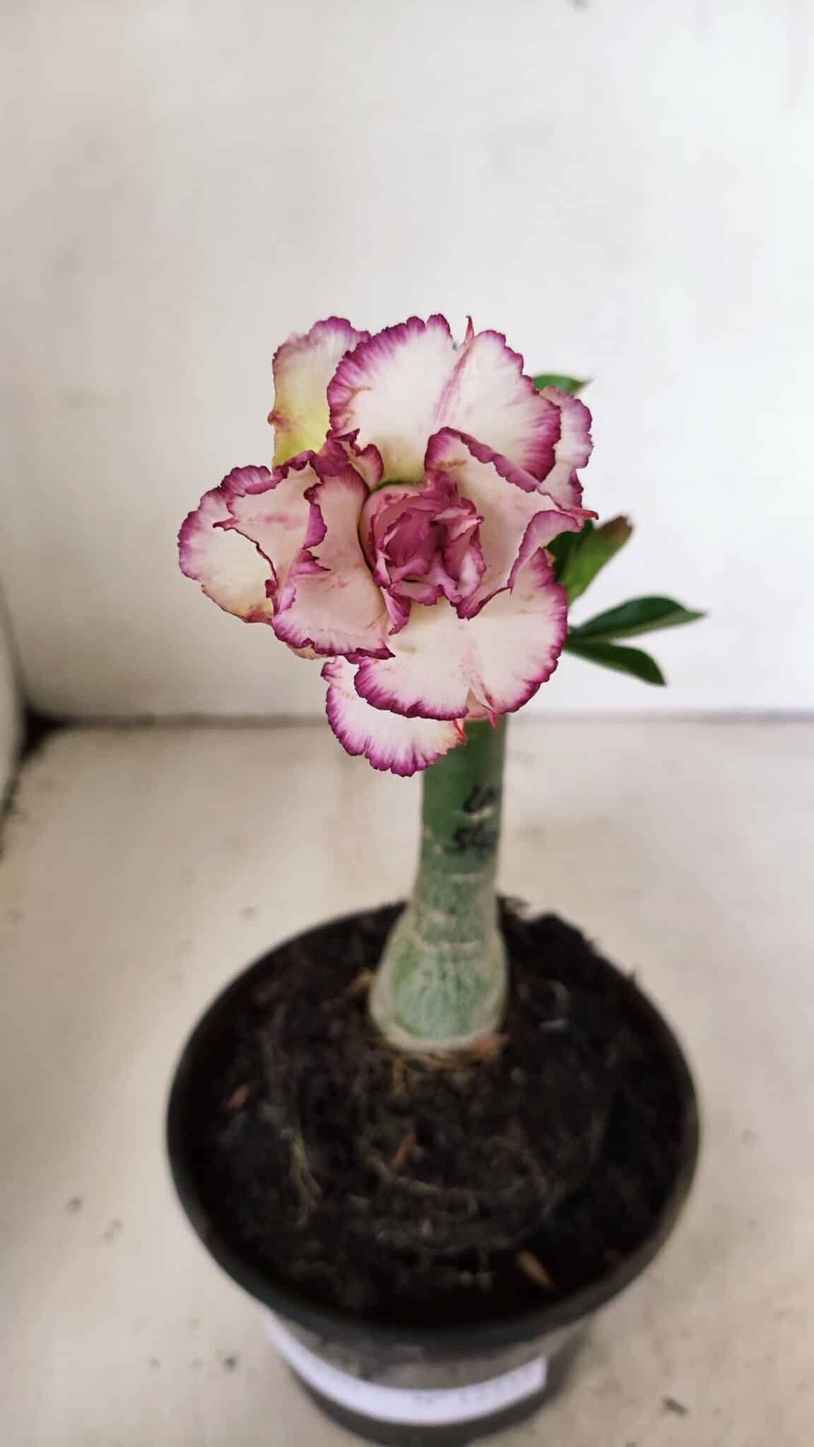 ENXERTO 12332 (5) ENXERTO 12332 – 20cm (cor LM 543) - Imagem 1