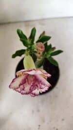 ENXERTO 12332 – 20cm (cor LM 543) - Imagem 4