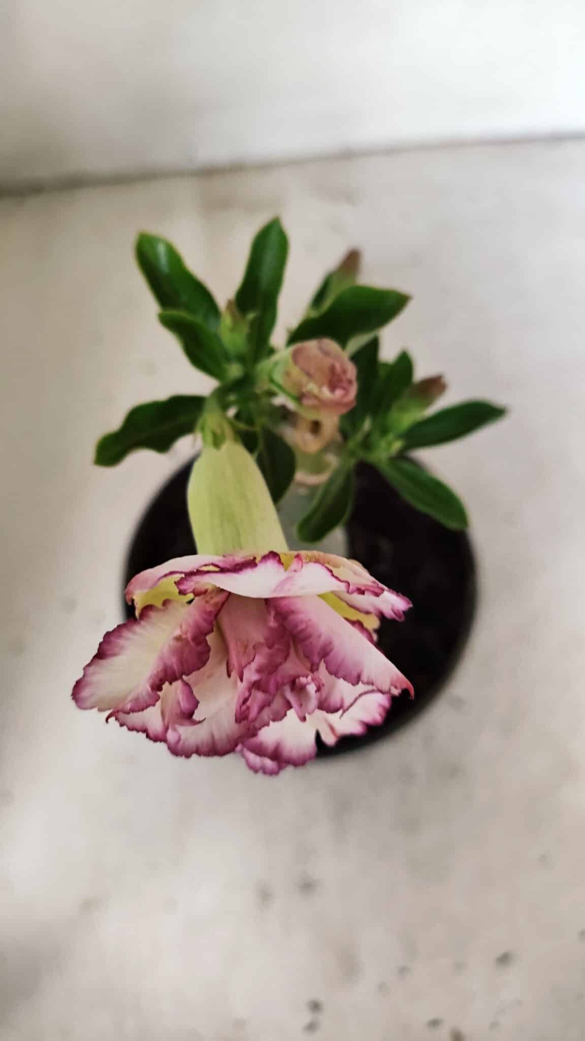 ENXERTO 12332 (6) ENXERTO 12332 – 20cm (cor LM 543) - Imagem 4