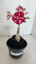 ENXERTO 12334 – 20cm (cor LM 984) - Imagem 7