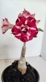 ENXERTO 12334 – 20cm (cor LM 984) - Imagem 3