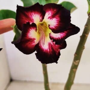 ENXERTO 12335 – 20cm (cor LM 1003)