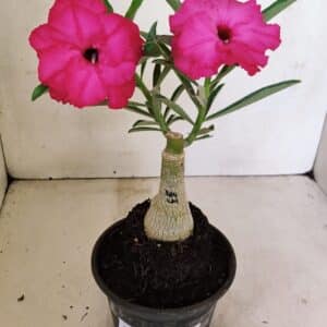 ENXERTO 12336 – 20cm (cor LM 384)