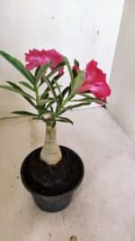 ENXERTO 12336 – 20cm (cor LM 384) - Imagem 5