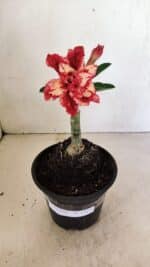 ENXERTO 12337 – 20cm (cor LM 969) - Imagem 2