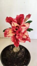 ENXERTO 12337 – 20cm (cor LM 969)