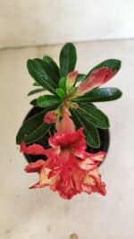 ENXERTO 12337 – 20cm (cor LM 969) - Imagem 4