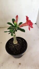 ENXERTO 12337 – 20cm (cor LM 969) - Imagem 5