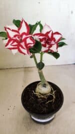 ENXERTO 12338  – 20cm (cor LM 797) Id: FERRARI - Imagem 2