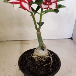 ENXERTO 12338  – 20cm (cor LM 797) Id: FERRARI