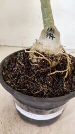 ENXERTO 12338  – 20cm (cor LM 797) Id: FERRARI - Imagem 4