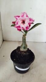 ENXERTO 12339 – 20cm (cor LM 850) - Imagem 2