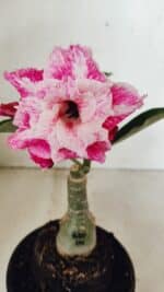 ENXERTO 12339 – 20cm (cor LM 850) - Imagem 8