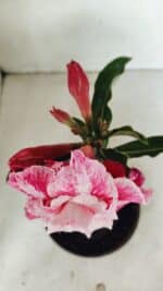 ENXERTO 12339 – 20cm (cor LM 850) - Imagem 4