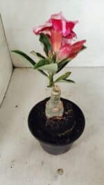 ENXERTO 12339 – 20cm (cor LM 850) - Imagem 5