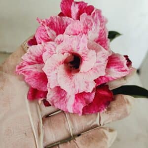 ENXERTO 12339 – 20cm (cor LM 850)