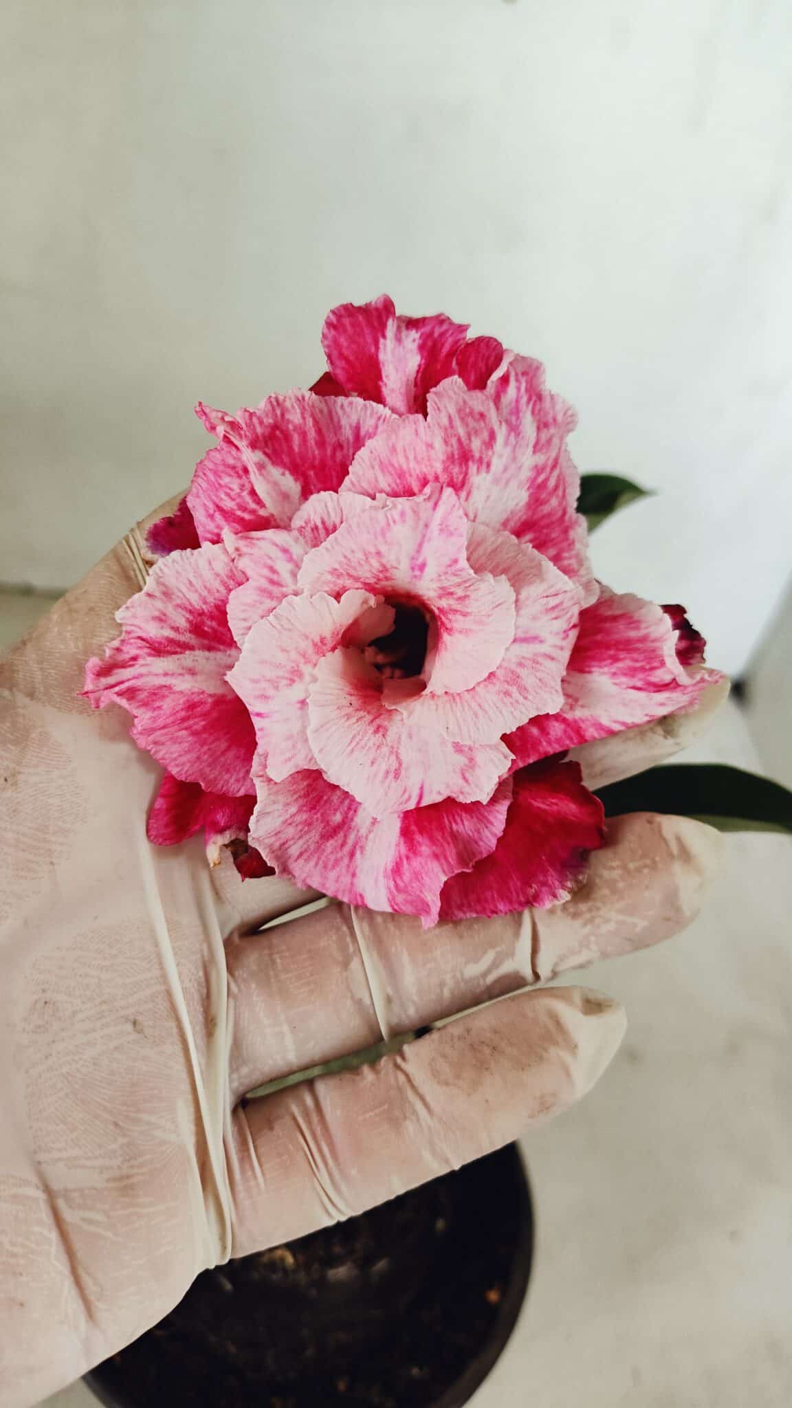 ENXERTO 12339 (7) ENXERTO 12339 – 20cm (cor LM 850) - Imagem 1