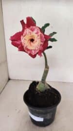 ENXERTO 12340 – 20cm (cor LM 913) - Imagem 2