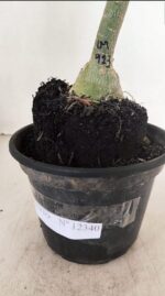 ENXERTO 12340 – 20cm (cor LM 913) - Imagem 6