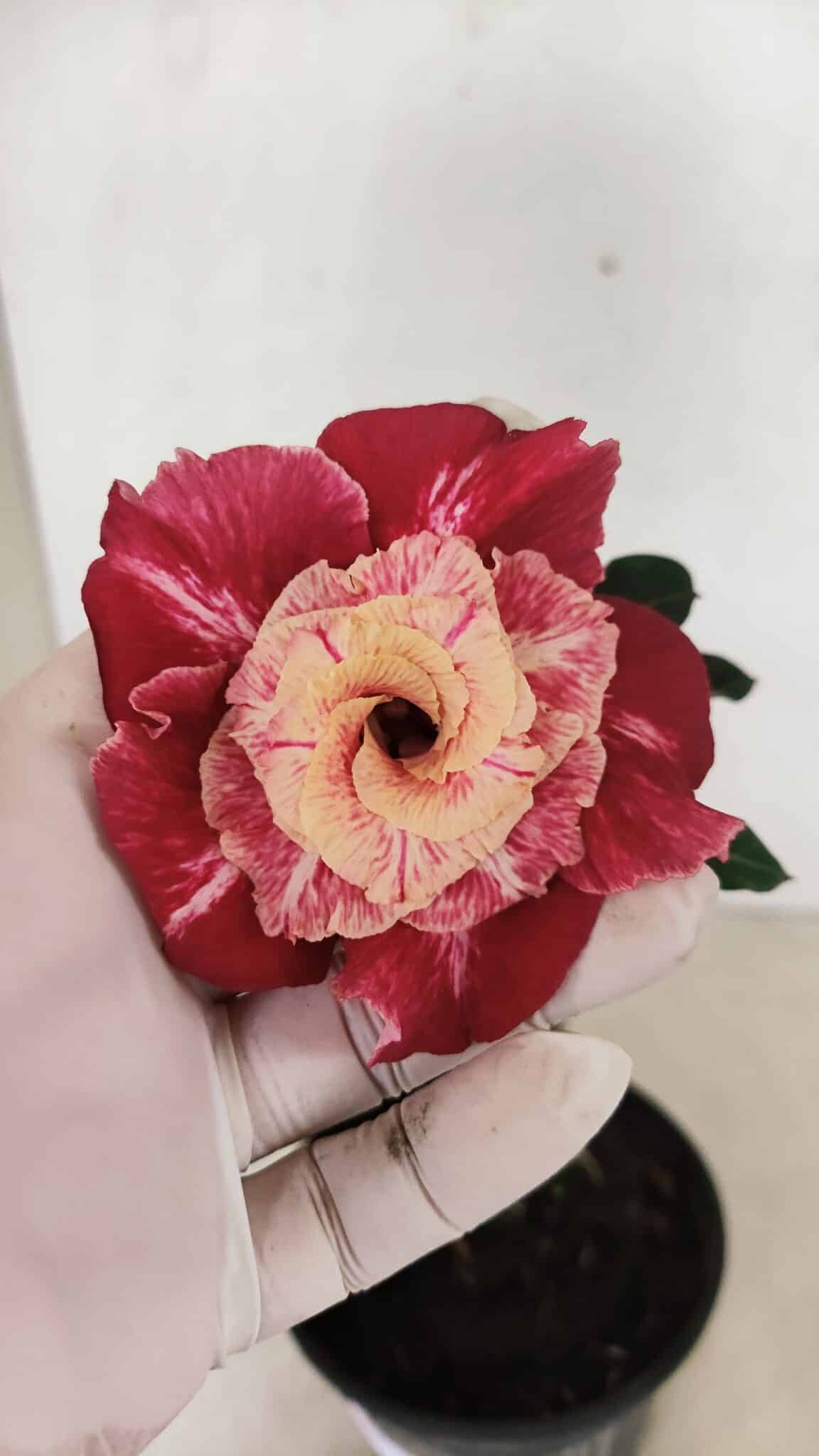 ENXERTO 12340 (3) ENXERTO 12340 – 20cm (cor LM 913) - Imagem 1