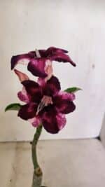 ENXERTO 12341 – 20cm (cor LM 989) iD: Estrela purpura