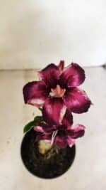 ENXERTO 12341 – 20cm (cor LM 989) iD: Estrela purpura - Imagem 4