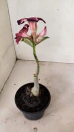 ENXERTO 12341 – 20cm (cor LM 989) iD: Estrela purpura - Imagem 5