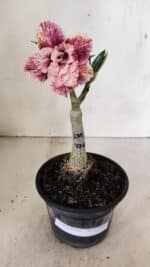 ENXERTO 12342 – 20cm (cor LM 976) - Imagem 2