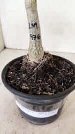 ENXERTO 12342 – 20cm (cor LM 976) - Imagem 5