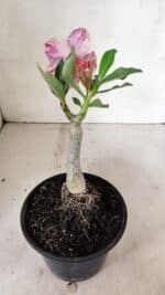 ENXERTO 12342 – 20cm (cor LM 976) - Imagem 4