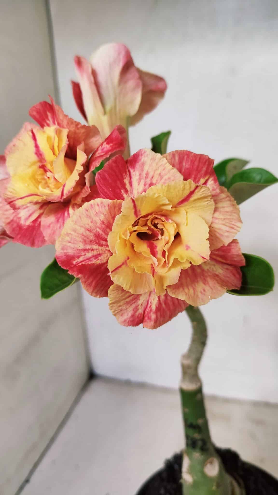 ENXERTO 12343 (2) ENXERTO 12343 – 22cm (cor LM 582) - Imagem 1