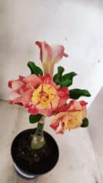 ENXERTO 12343 – 22cm (cor LM 582) - Imagem 4