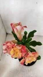 ENXERTO 12343 – 22cm (cor LM 582) - Imagem 5