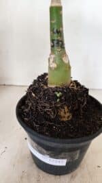 ENXERTO 12343 – 22cm (cor LM 582) - Imagem 9