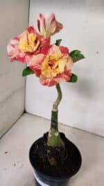 ENXERTO 12343 – 22cm (cor LM 582) - Imagem 6